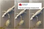 Turtle Casually Hi-fives Alligator as it Swims Past in Viral Video, Internet Calls it a Drug Deal