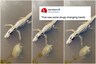 Turtle Casually Hi-fives Alligator as it Swims Past in Viral Video, Internet Calls it a Drug Deal