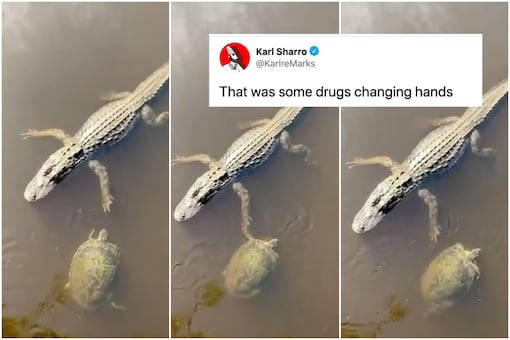A viral video shows a little turtle cooly high-fiving am alligator before swimming past it | Image credit: Twitter 