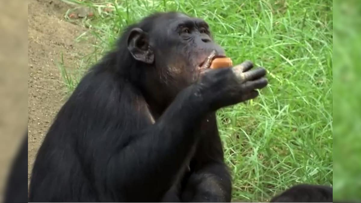 Chimpanzees Treat Themselves to Frozen Fruits to Beat Heatwave at Los Angeles Zoo