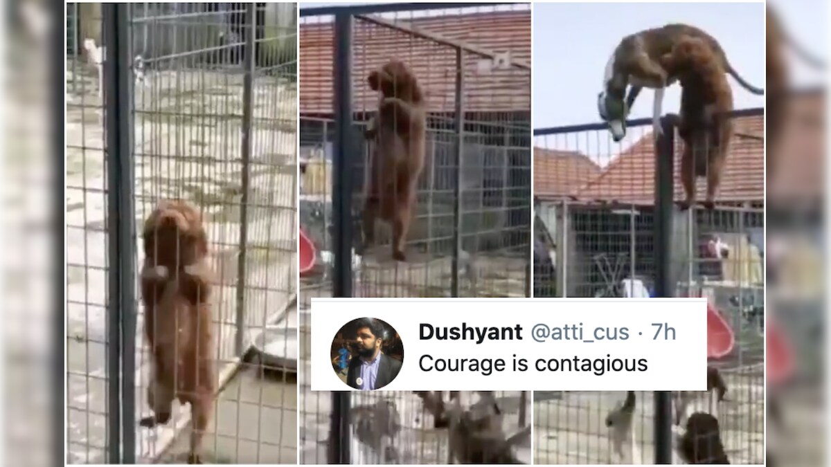 Courageous Puppy Climbs Fence of Dog Cage to Escape, Inspires Other Doggos to Revolt