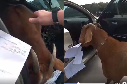 A goat barged inside a police car, ate paperwork. Credits: Facebook 