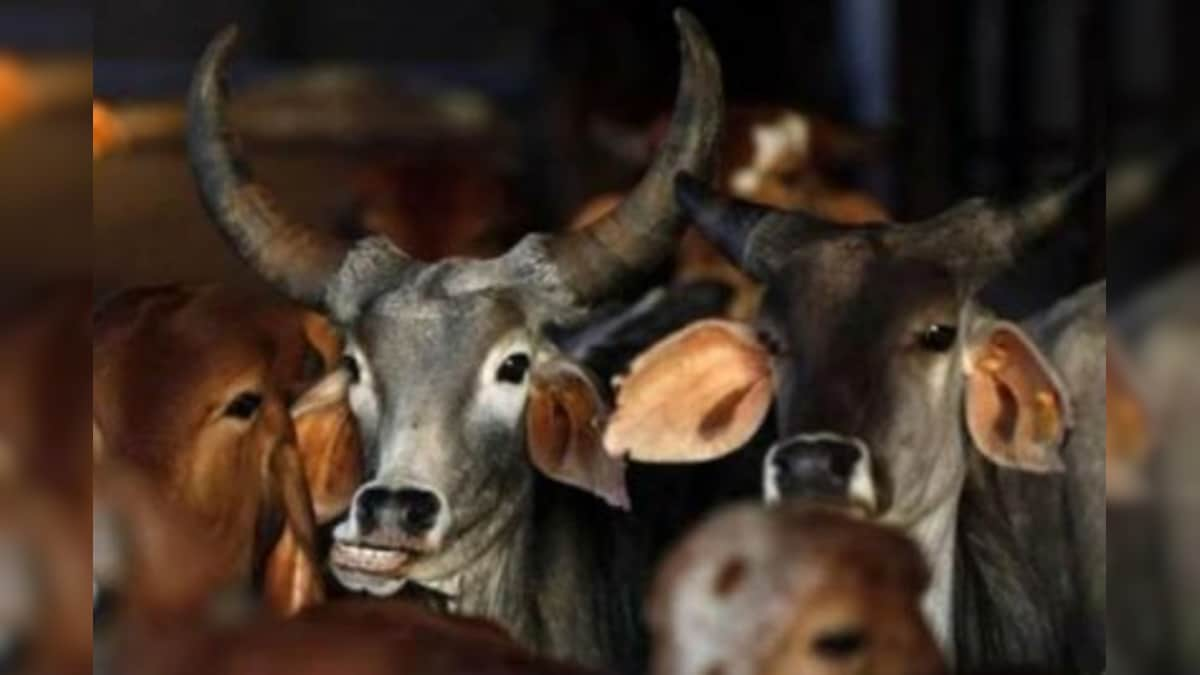 'Promoting Private Colleges, Quackery': Trinamool MP Sparks up Row by Mocking Cow Urine in Rajya Sabha