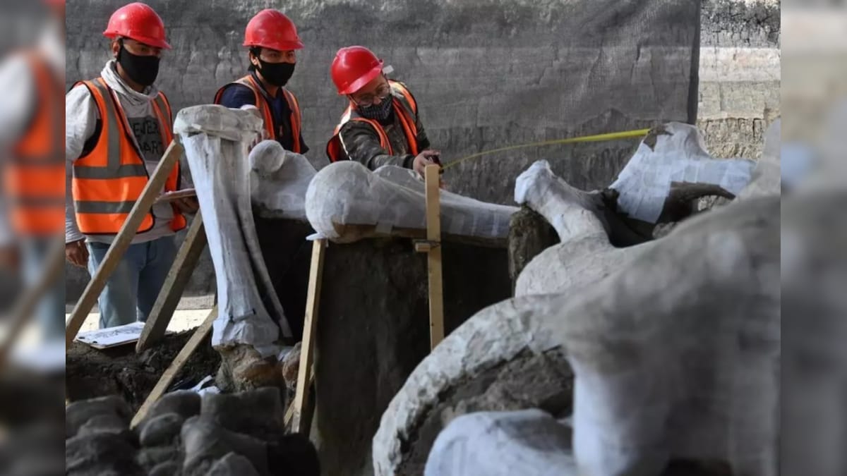 Ice Age Remains? Mammoth Graveyard Unearthened at Site of Mexico's New Airport