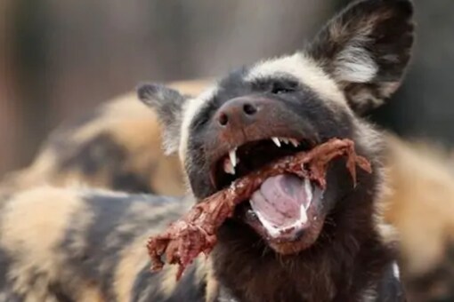 Critically endangered African wild dogs  hunt a Bush buck in the Mana Pools National Park. Credits: Reuters 