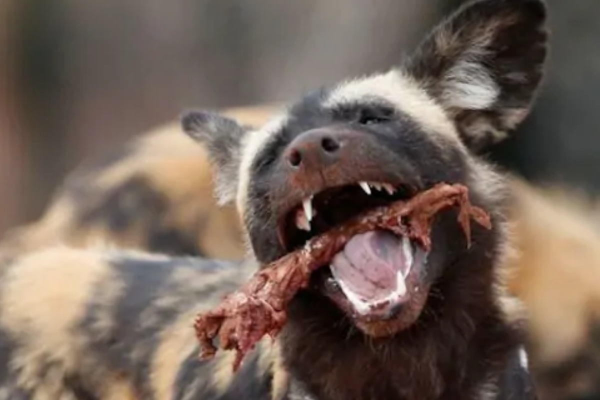 what animal eats african wild dogs