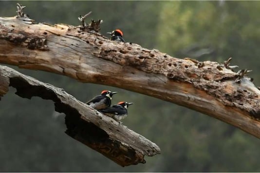 Acorn woodpeckers look for bugs in a dead tree in the Angeles National Forest where the Bobcat Fire is burning above Duarte, California. Credits: AFP 
