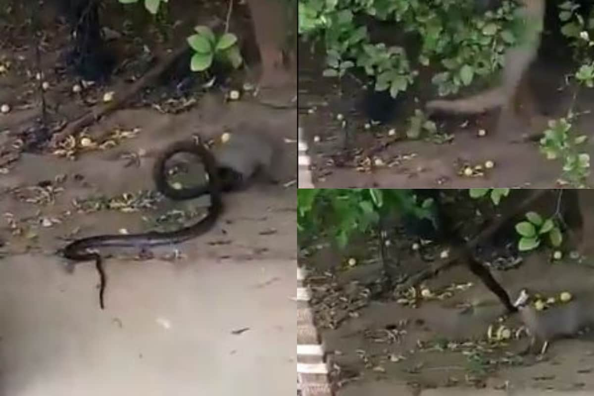 Hair-Raising Video Captures Two Huge Venomous Snakes Fighting