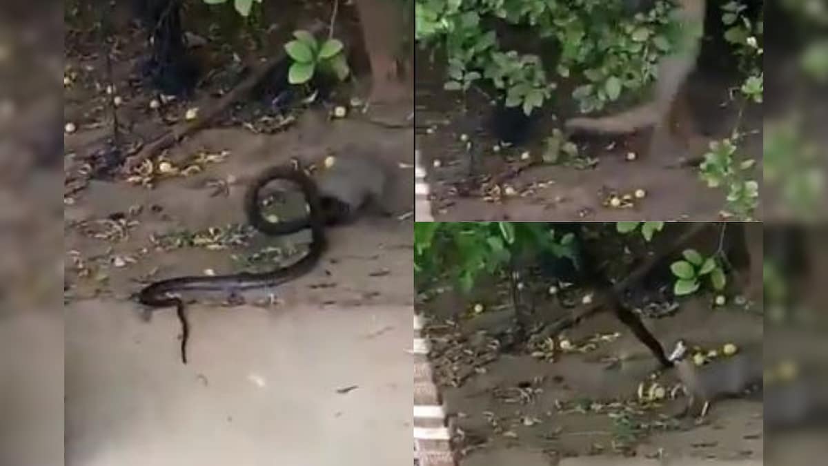 Survival of the Fittest? Hair-raising Video Of Fierce Fight Between Mongoose and Snake Goes Viral