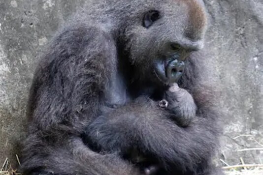 Tumani, a critically endangered western lowland gorilla holds her newborn at an enclosure at the Audubon Zoo, following its birth. Credits: AP 
