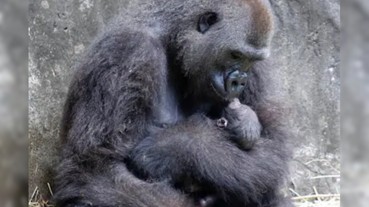 Sign of Hope? Baby Gorilla Born to Critically Endangered Species in New Orleans