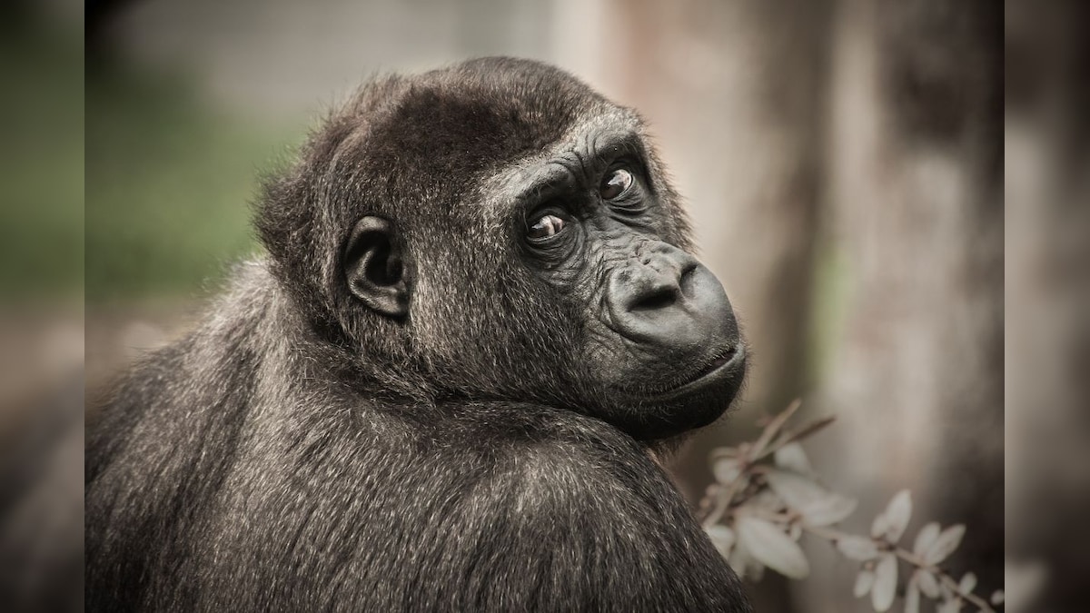 Fossil of Newly Discovered Ape Species, Dating Back 13 Million Years, Unearthed in Uttarakhand