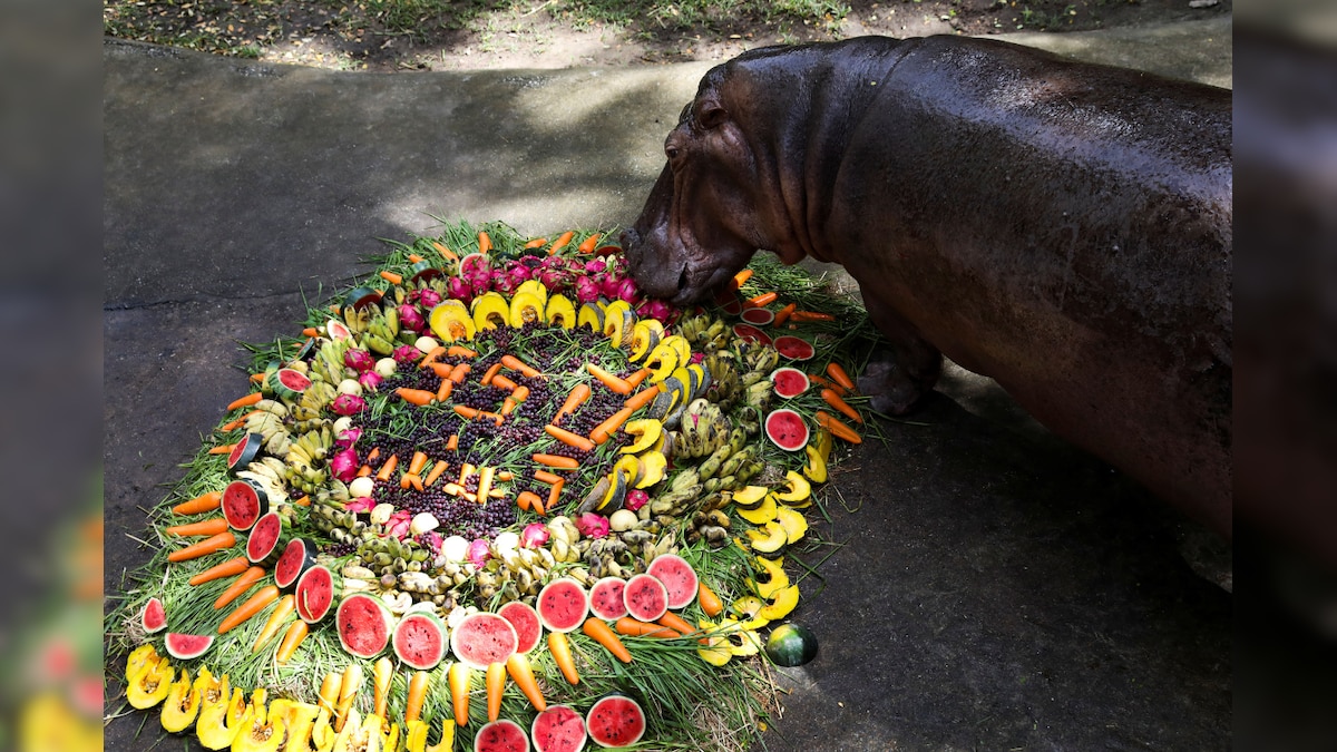 There was 'Cake', There was Song as Thailand's Oldest Hippo Celebrated 55th Birthday