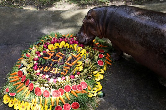 Thailand's oldest hippopotamus 
