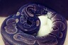 62-Year-Old Python in US Zoo Lays Seven Eggs Despite Not Being Near a Male in Decades
