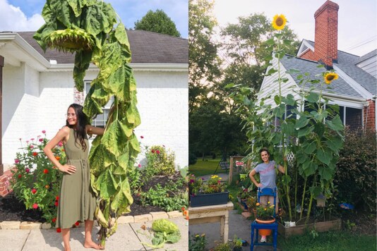 The photos Netizens posing with huge sunflowers went viral. Credit: Twitter
