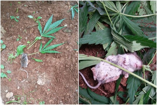 Mouse passes after nibbling on marijuana leaves in Canada | Image credit: Facebook