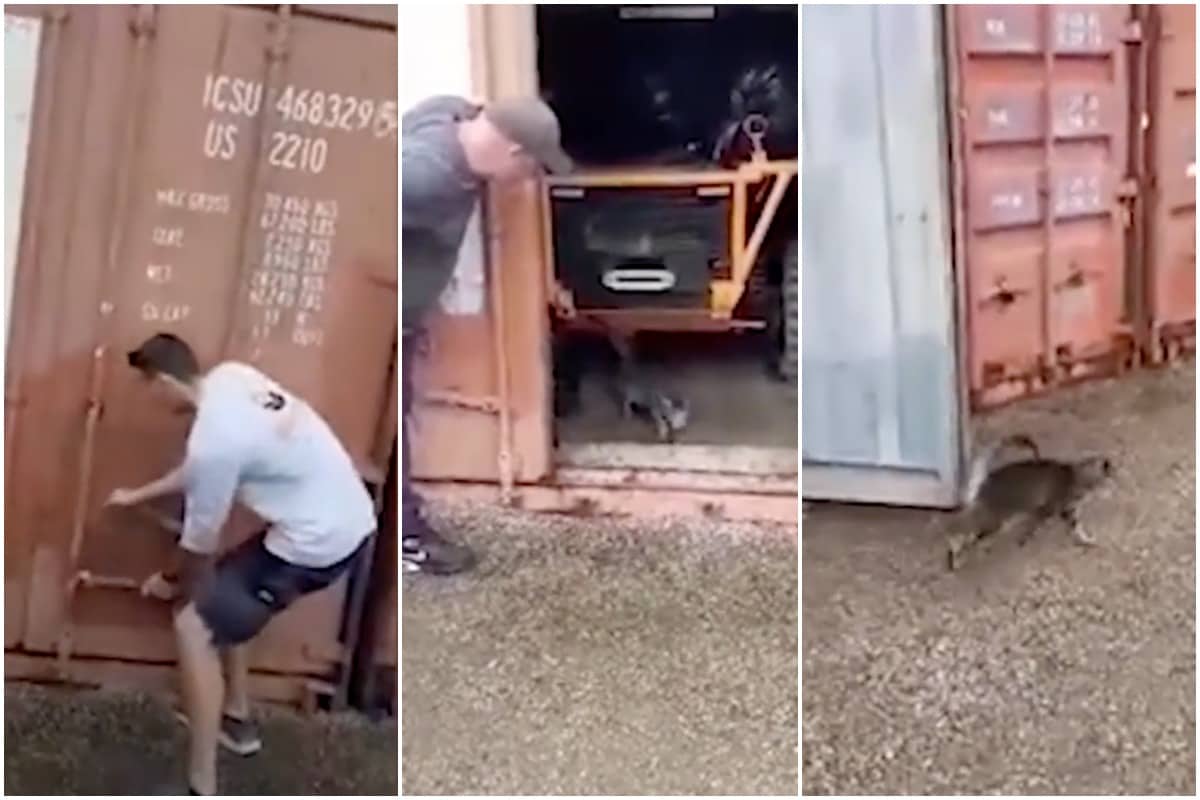 Cat Stuck for 2 Months in Storage Unit without Food or Water, Walks Out Like a Boss upon Rescue