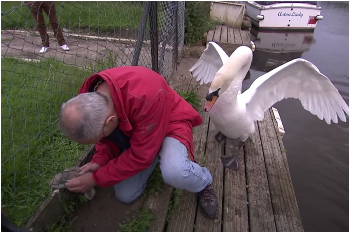 Man Gets Attacked by Swan While Trying to Rescue Baby Stuck in Fence, Old Video Goes Viral