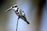 Over 80 Bird Species Spotted in Tamil Nadu As Human Activity Came to a Standstill During Lockdown