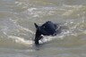 Humpback Whales Headed for Antarctica Take Wrong Turn, End Up in Crocodile-infested Australian River