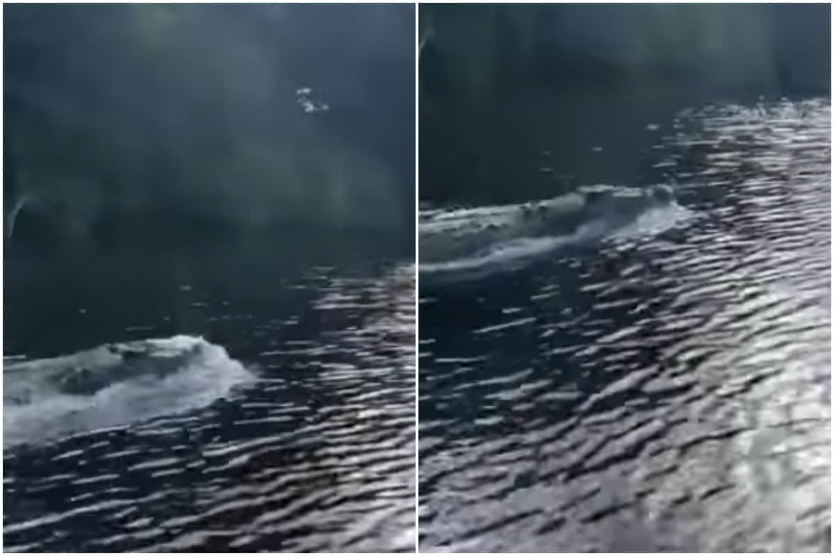 Crocodile Races with Speedboat in Australia, Viral Video Leaves Internet Stunned