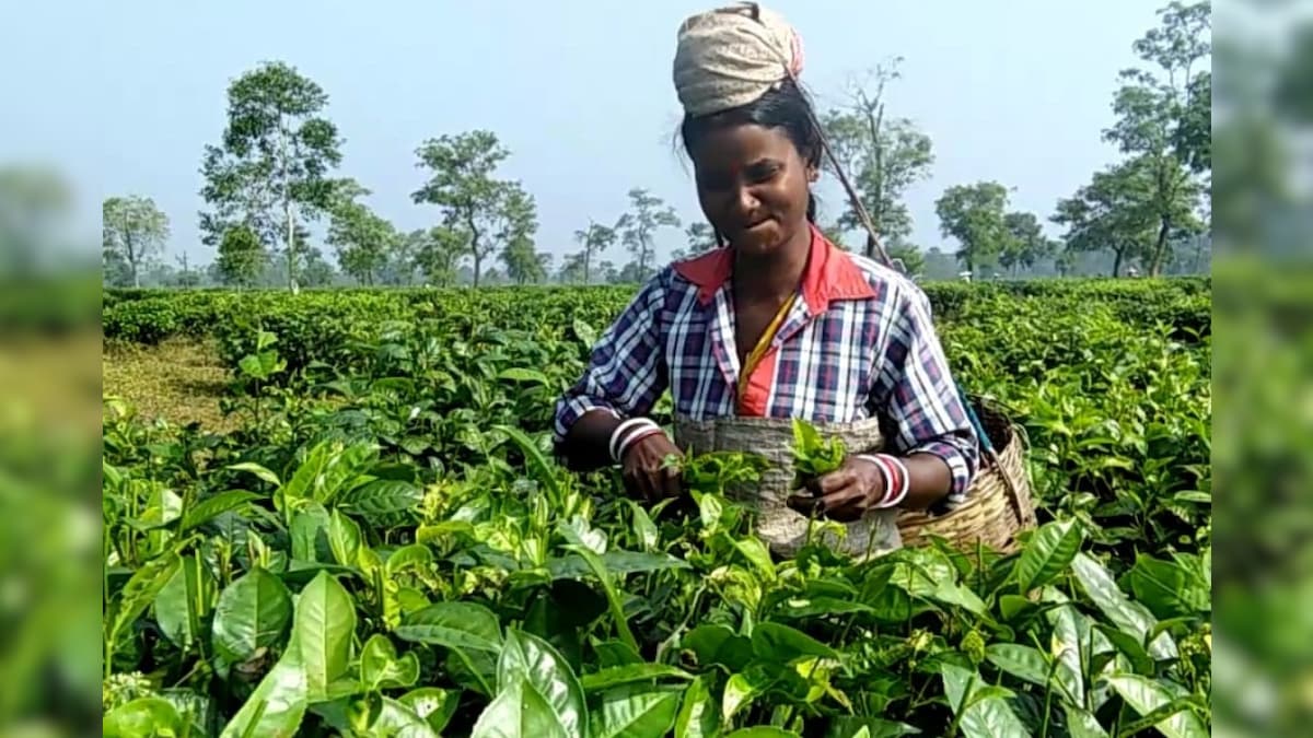 Assam Tea Union Demand 20% Puja Bonus for Workers Ahead of Festival Season, Assembly Polls