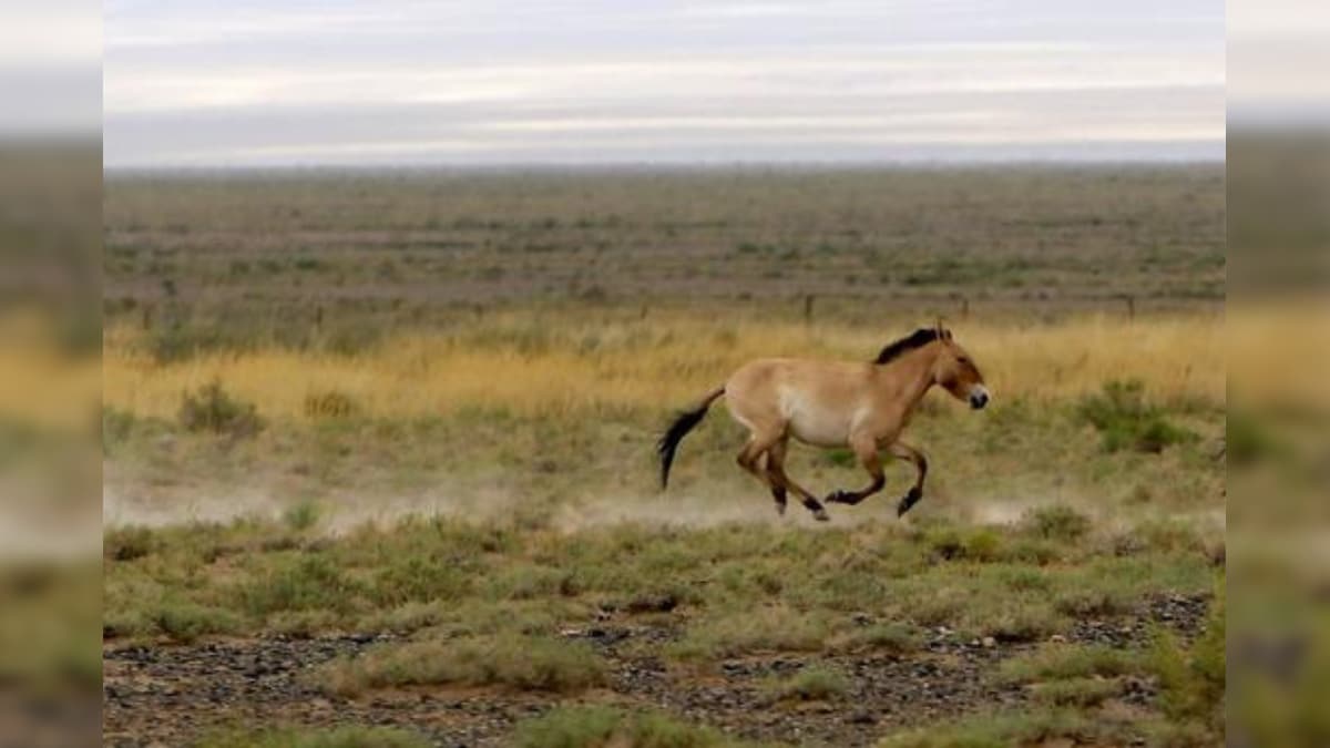 US Zoo Welcomes First of a Kind Birth of Endangered Horse Cloned from 40-year-old DNA