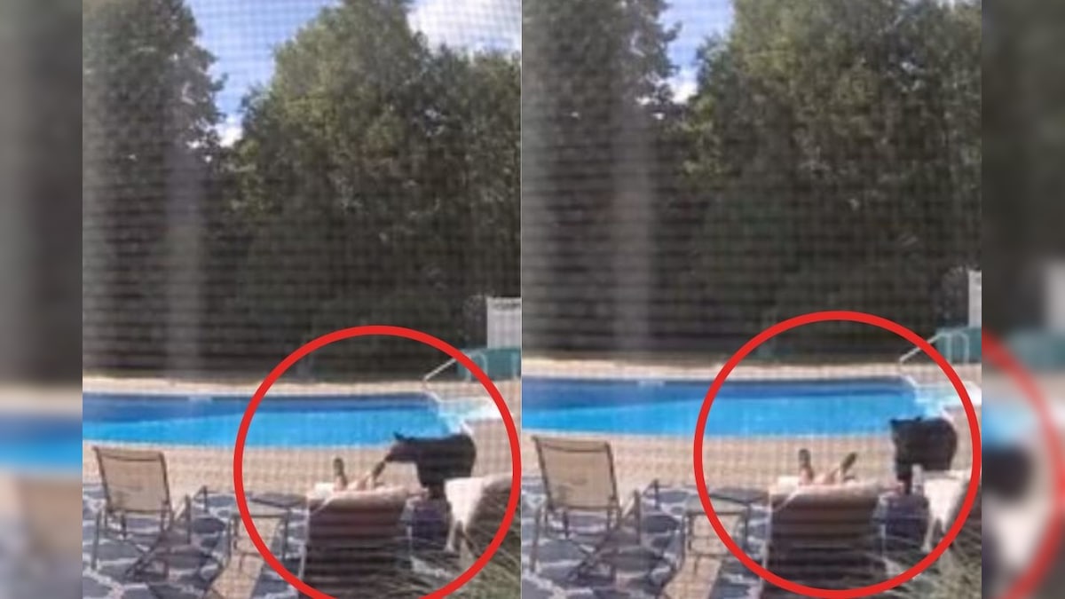 Watch: Bear Wakes a Sleeping Man up by the Pool and Runs Away Quickly in This Rare Video