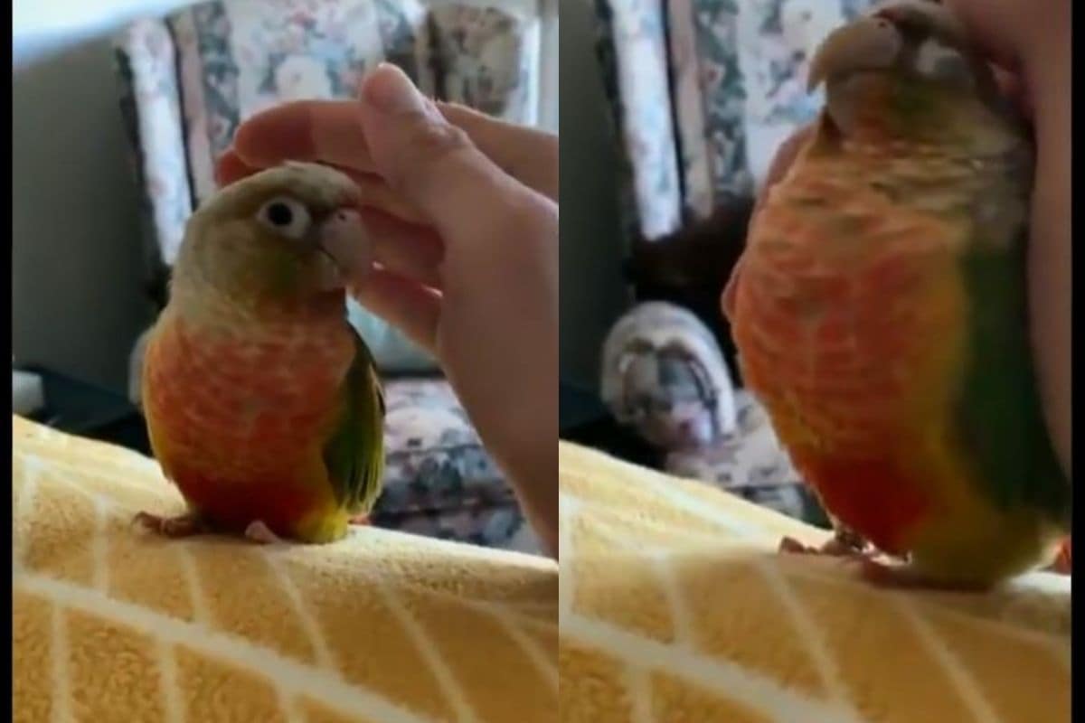 Watch: Bird Reacts to 'Pretend to Pat Your Pet' Challenge and It is Adorable