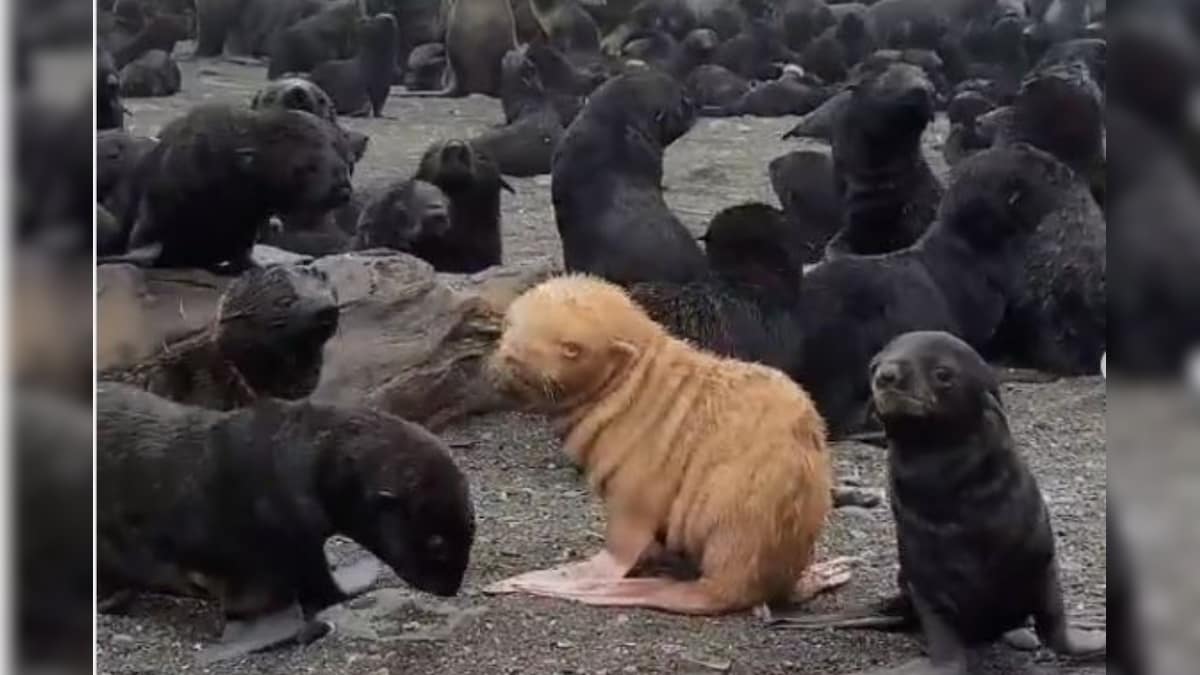 Rare Albino Seal Sighted in Russia, Named 'Ugly Duckling'