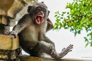 Comedy Wildlife Photography Awards: Top 44 Funniest Photographs