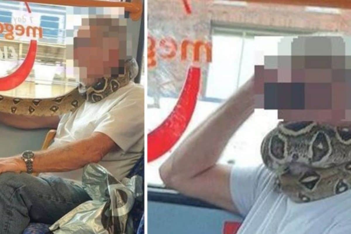 Bus Passenger Uses Python as 'Face Mask' and Protective Gear Around His Neck in Manchester