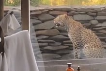 Fact Check: Leopard Spotted Outside a Hotel Room in South Africa Shared as Video from Rajasthan