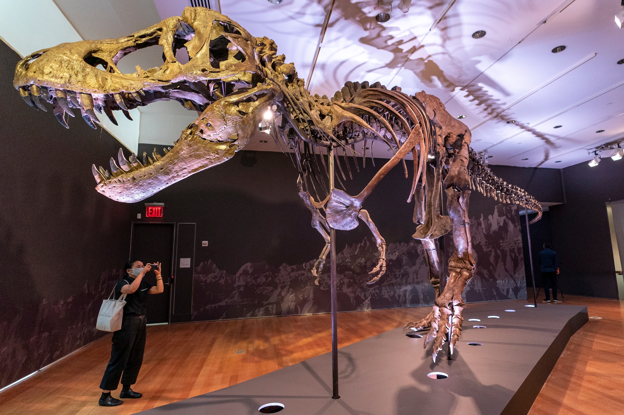 Tyrannosaurus Rex Skeleton Put up for Auction. This is How Much You've