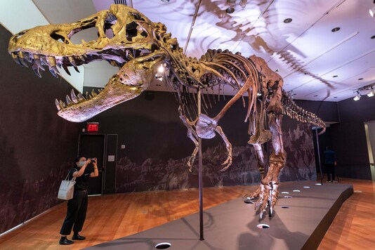 Stan, one of the largest and most complete Tyrannosaurus rex fossil discovered, is on display, Tuesday, Sept. 15, 2020, at Christie's in New York. The T. rex named after the paleontologist who first found the skeleton's partially unearthed hip bones, will be auction on Oct. 6, 2020 and will be on public view from Sept. 16 - Oct. 21, 2020 to pedestrians through Christie's floor-to- ceiling gallery windows and a limited number of in-gallery viewings by appointment. Stan's head on the display is a casting of the original, which is too heavy for the display. (AP Photo/Mary Altaffer)