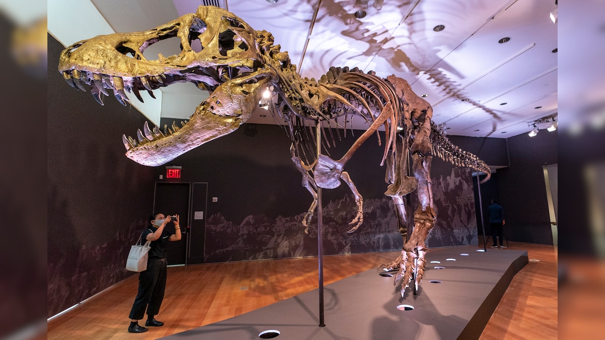 Tyrannosaurus Rex Skeleton Put up for Auction. This is How Much You've to Pay to Get Dinosaur Fossil Home