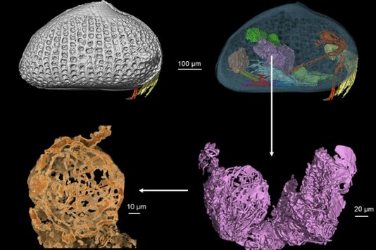 The sperm was found inside an ostracod -- a type of crustacean that has existed for 500 million years and can be found in many oceans today. He Wang - Ludwig Maximilian University of Munich/AFP
