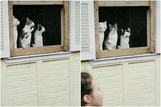 Sports Fans of the Day': Three Cats Form the Perfect Audience for an Intense Game of Catch