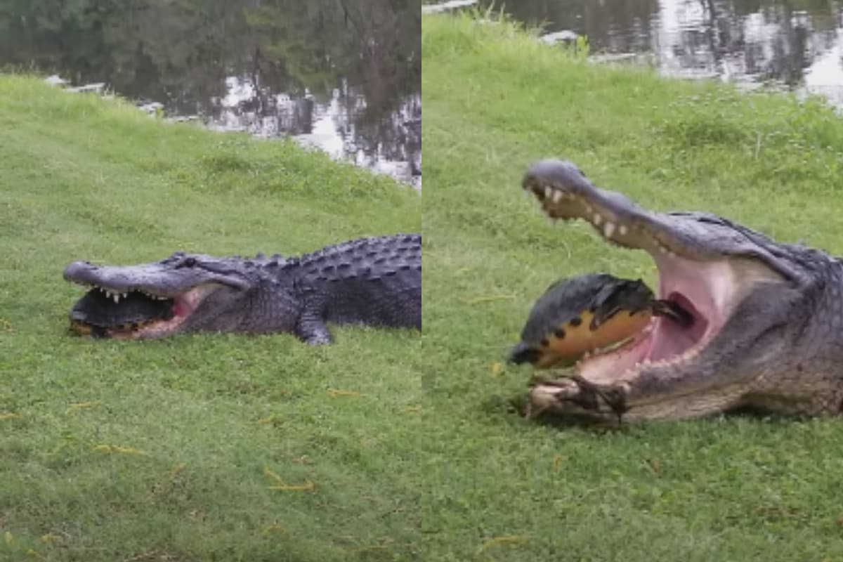 Watch Hungry Alligator Tries To Eat Turtle For Lunch But Things Don T Go As Planned