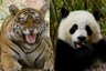 Giant Panda, Bengal Tiger: The 25 Endangered Species on Verge of Extinction Due to Human Activity