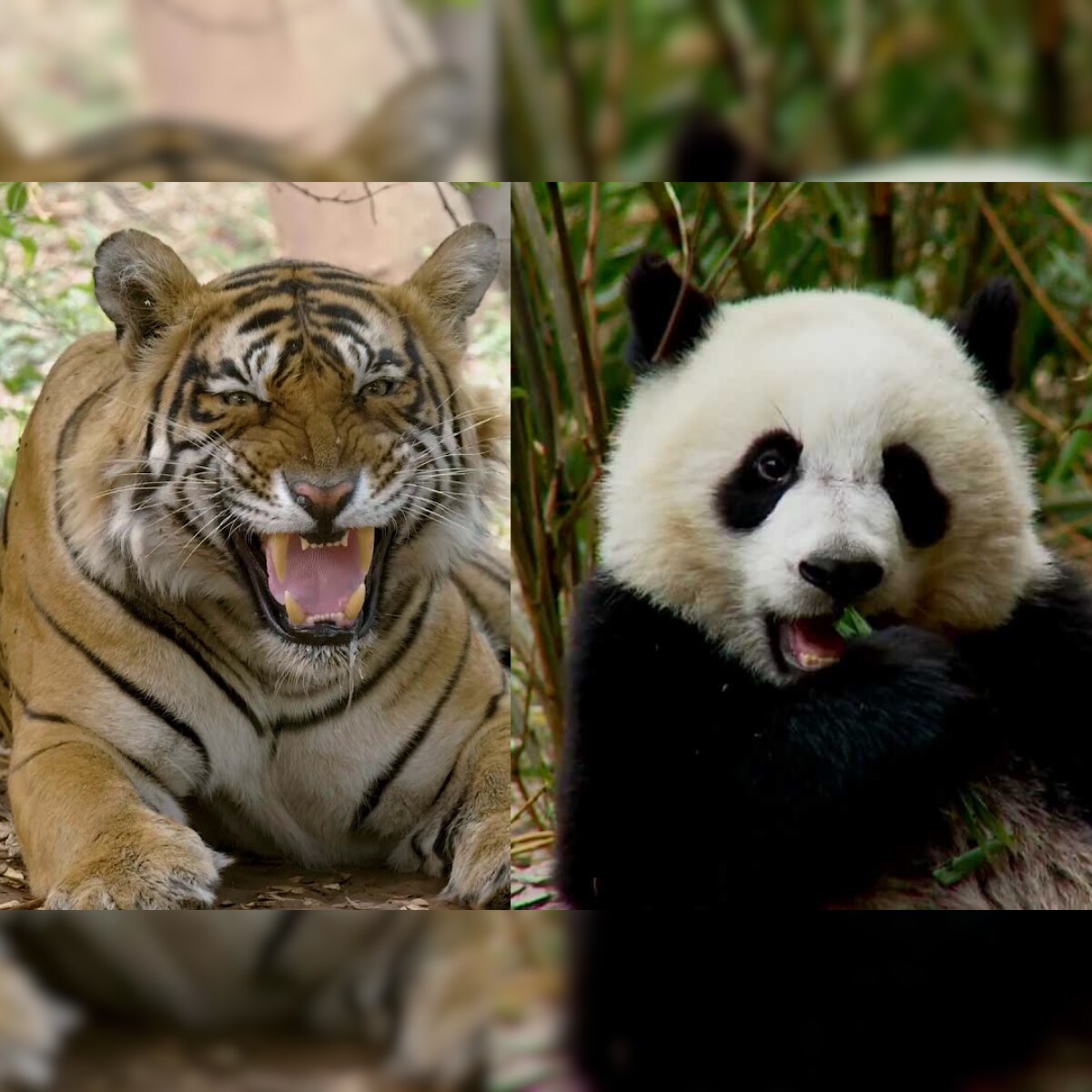 Giant Panda, Bengal Tiger: The 25 Endangered Species on Verge of Extinction  Due to Human Activity