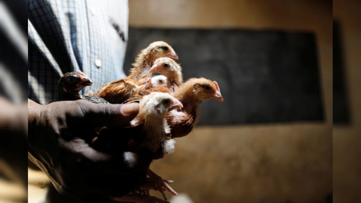 Poultry Farms Can't Be Exempted from Regulation as They Cause Pollution, States to Enforce Norms: NGT