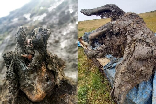 Ice age cave bear found. Credit: AP
