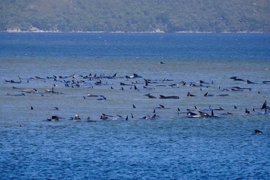 Stranded pilot whales are seen in Macquarie Heads, Tasmania, Australia September 21, 2020, in this picture obtained from social media. RYAN BLOOMFIELD/via REUTERS Stranded pilot whales are seen in Macquarie Heads, Tasmania, Australia September 21, 2020, in this picture obtained from social media. RYAN BLOOMFIELD/via REUTERS