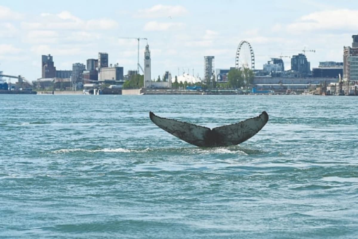 Hundreds of Whales Die in Mass Stranding in Australia, Smart News