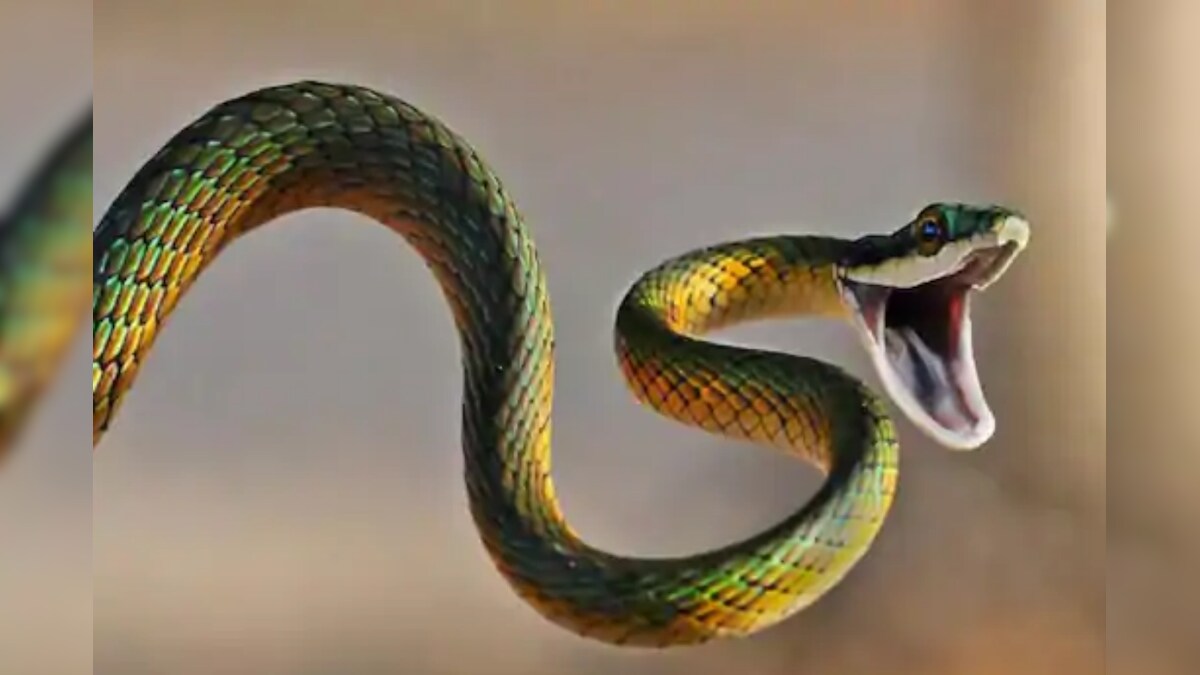 Snake Bites 10-Year-Old Karnataka Boy, Who Kicks It in the Head to