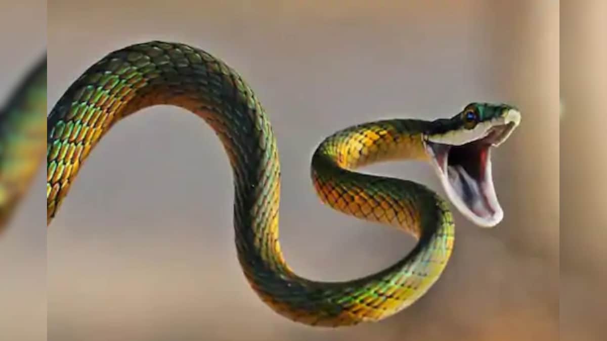 Snake Bites 10-Year-Old Karnataka Boy, Who Kicks It in the Head to