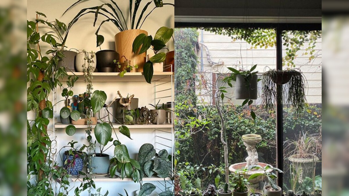 Love for Plants Makes Australian Architect Turn His City-home into a 'Mini Forest'