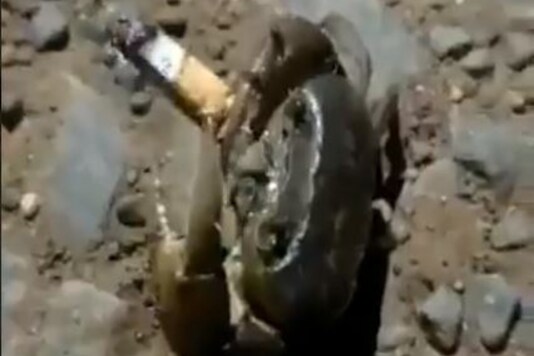 Screenshot of the video.